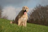 IRISH WOLFHOUND 358